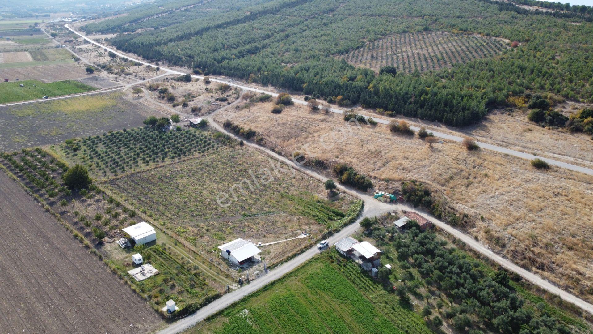 Bergama Kaşıkçı’da Konteyner Evli, Sulama Sistemli Satılık Zeytinlik — fotoğraf 11