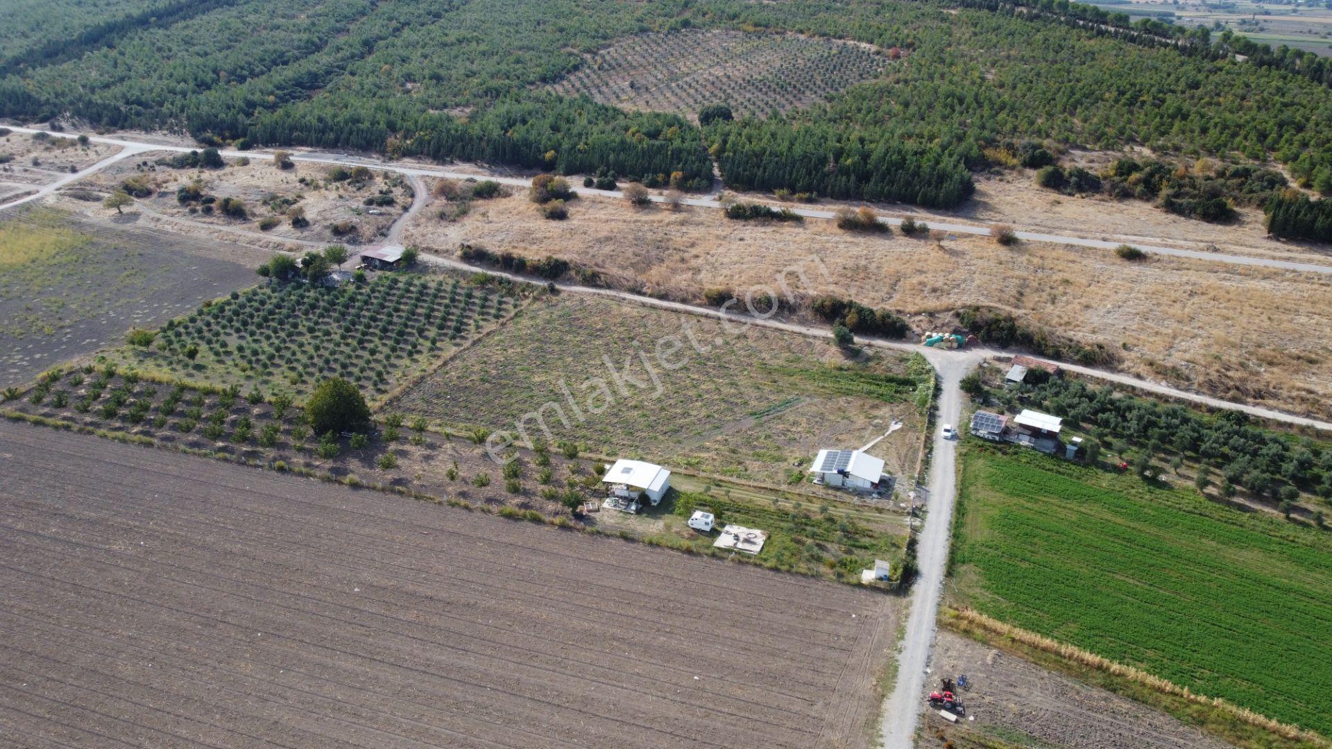 Bergama Kaşıkçı’da Konteyner Evli, Sulama Sistemli Satılık Zeytinlik — fotoğraf 12
