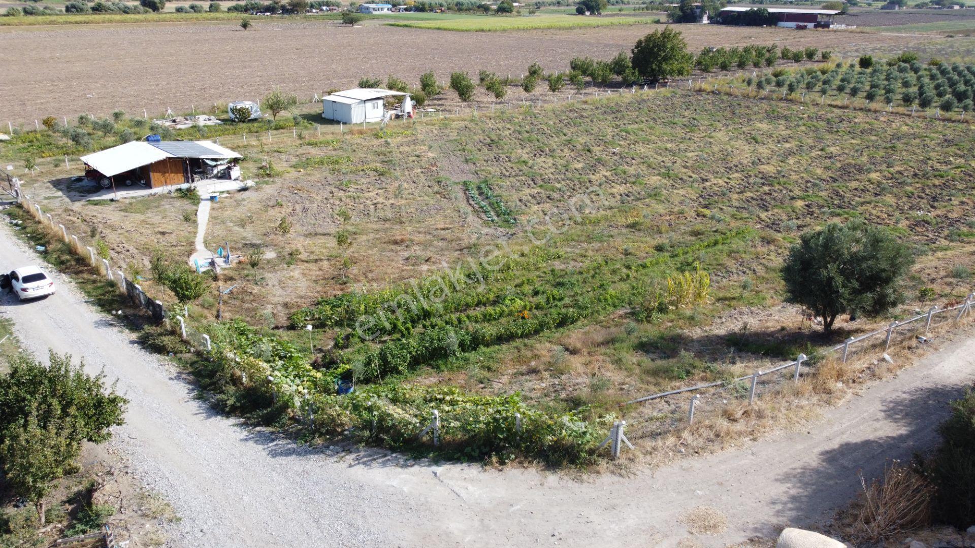Bergama Kaşıkçı’da Konteyner Evli, Sulama Sistemli Satılık Zeytinlik — fotoğraf 16
