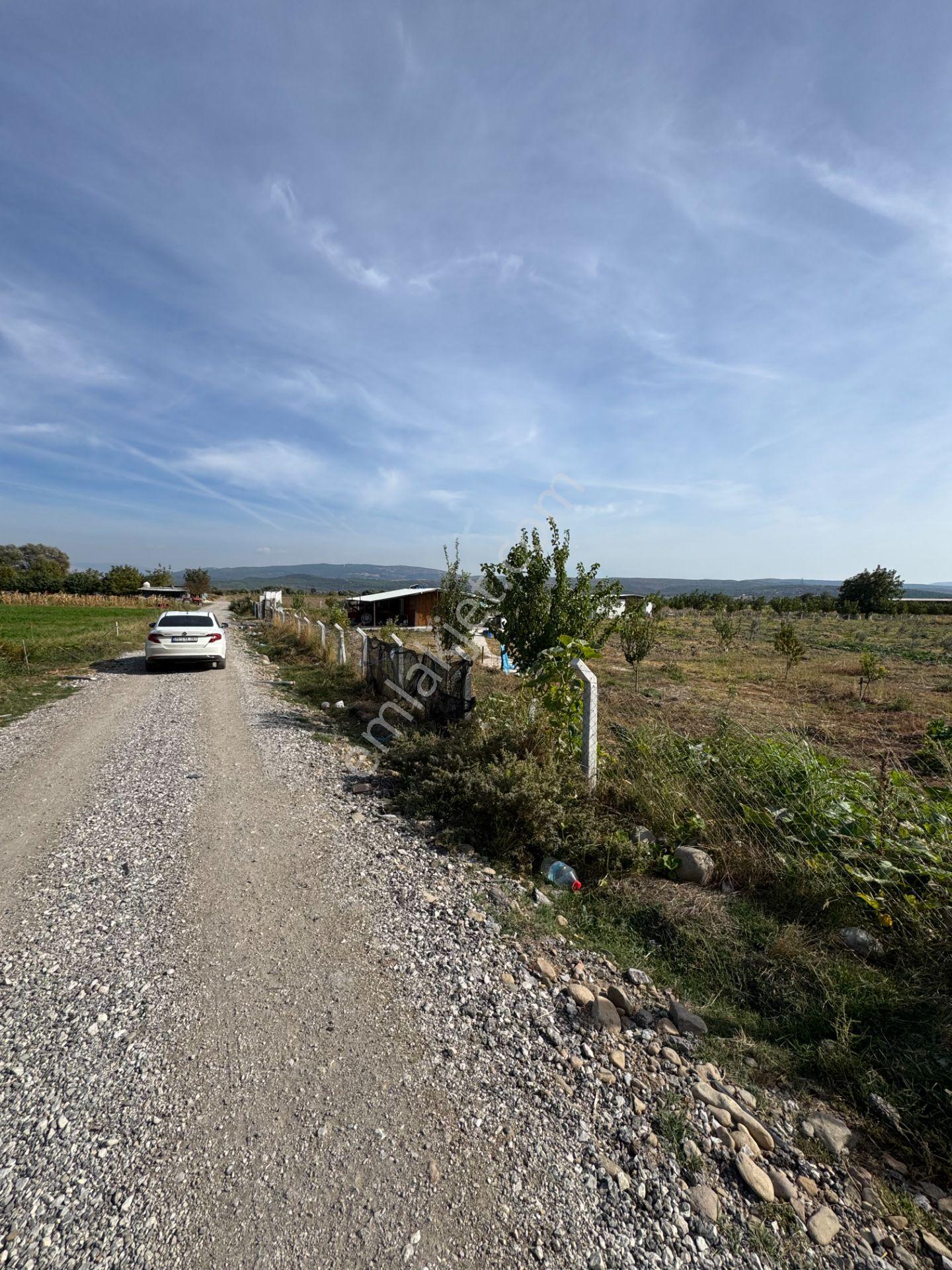 Bergama Kaşıkçı’da Konteyner Evli, Sulama Sistemli Satılık Zeytinlik — fotoğraf 26