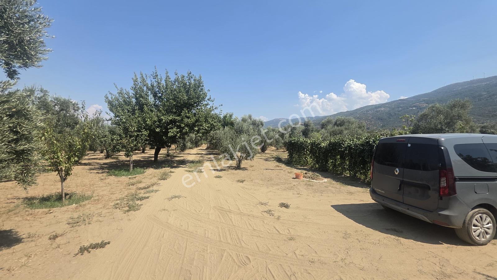 Sb Emlak'tan Tire Turan'da Merkeze 5 Dk Mesafede Bahçe Ve Ev — fotoğraf 16