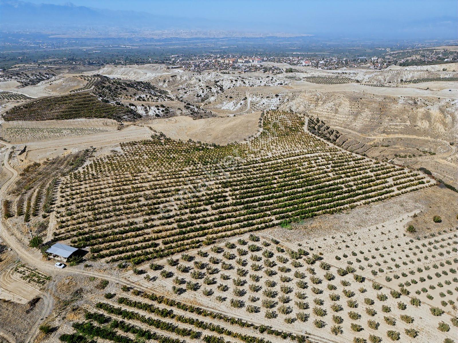 Eldenizlide 66.364m² Suyu Ve Elektriği Olan Satılık Nar Bahçesi — fotoğraf 2