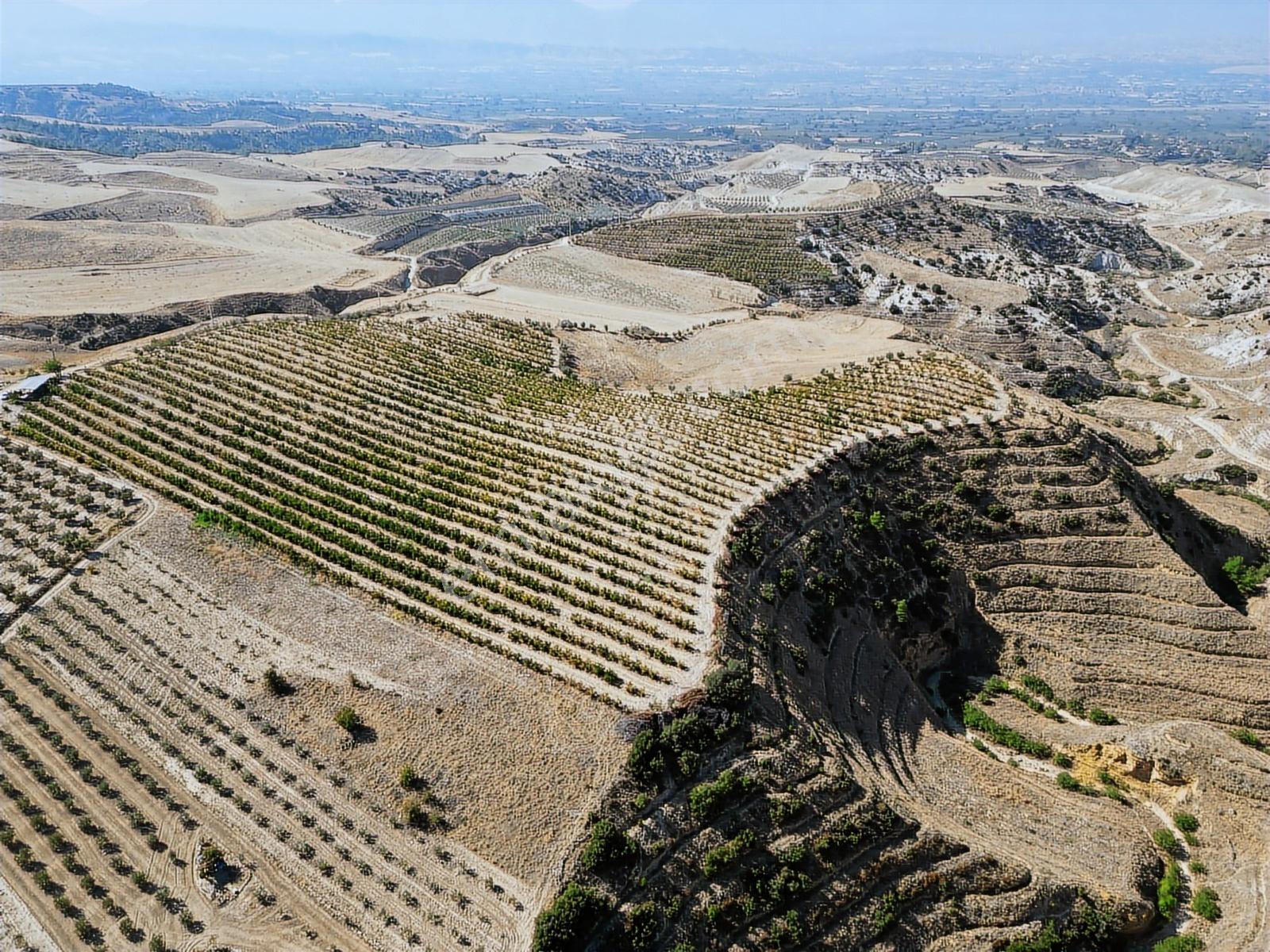 Eldenizlide 66.364m² Suyu Ve Elektriği Olan Satılık Nar Bahçesi — fotoğraf 8