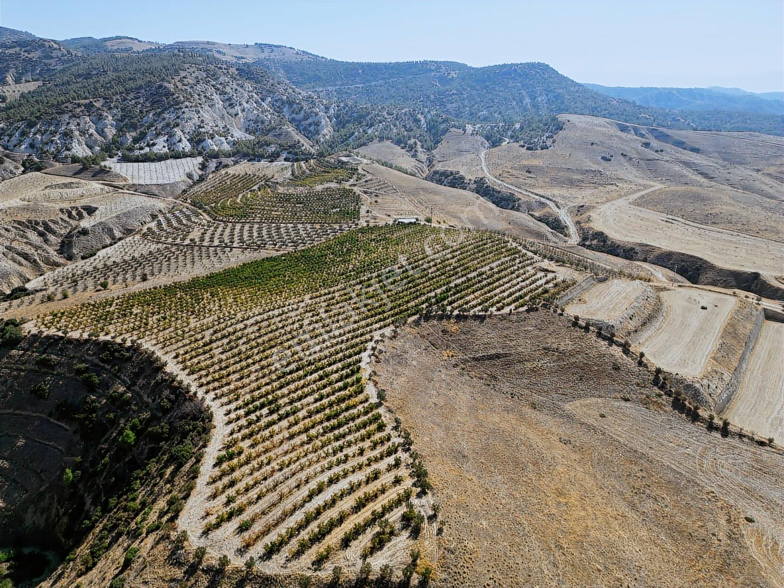 Eldenizlide 66.364m² Suyu Ve Elektriği Olan Satılık Nar Bahçesi — fotoğraf 11