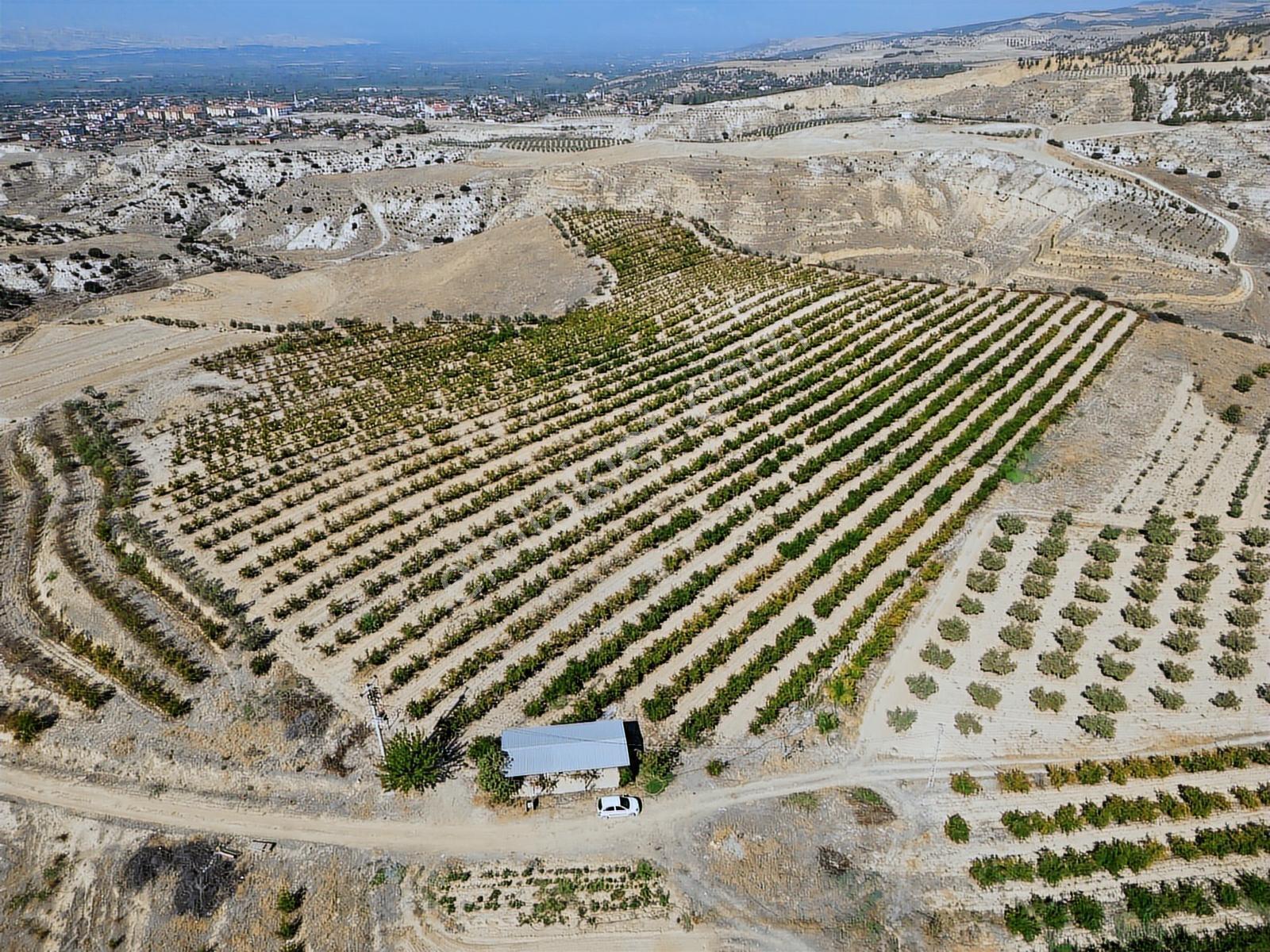 Eldenizlide 66.364m² Suyu Ve Elektriği Olan Satılık Nar Bahçesi — fotoğraf 12