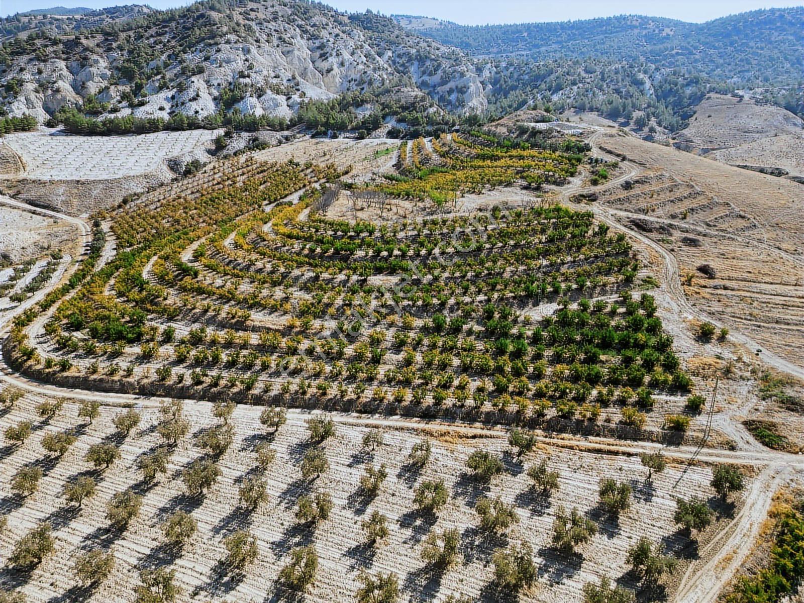 Eldenizlide 66.364m² Suyu Ve Elektriği Olan Satılık Nar Bahçesi — fotoğraf 13