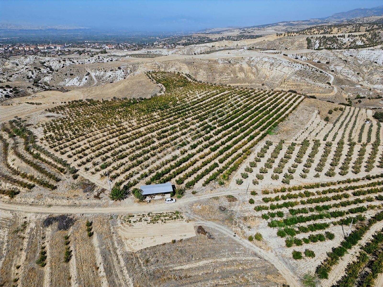 Eldenizlide 66.364m² Suyu Ve Elektriği Olan Satılık Nar Bahçesi — fotoğraf 14