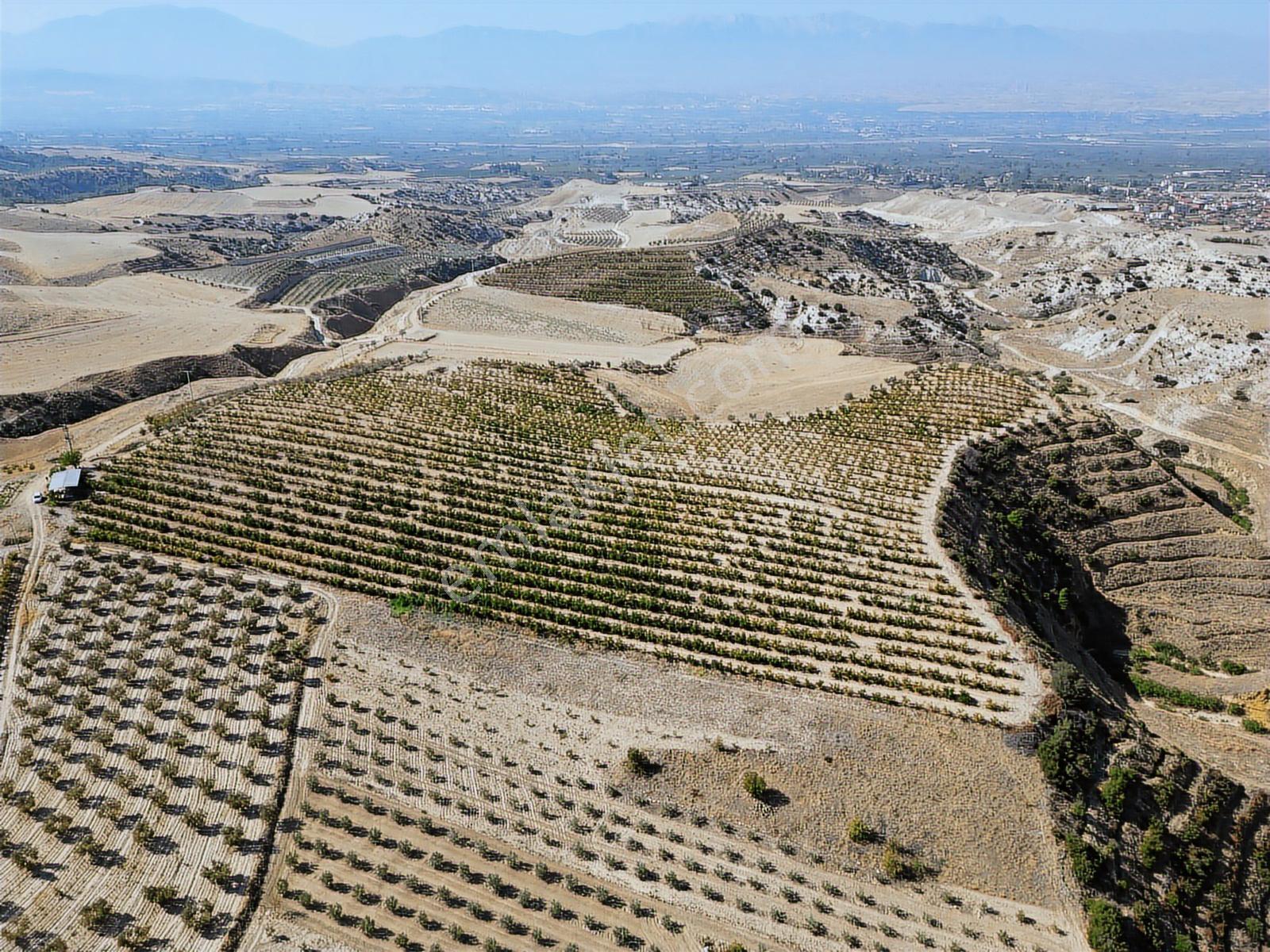 Eldenizlide 66.364m² Suyu Ve Elektriği Olan Satılık Nar Bahçesi — fotoğraf 16