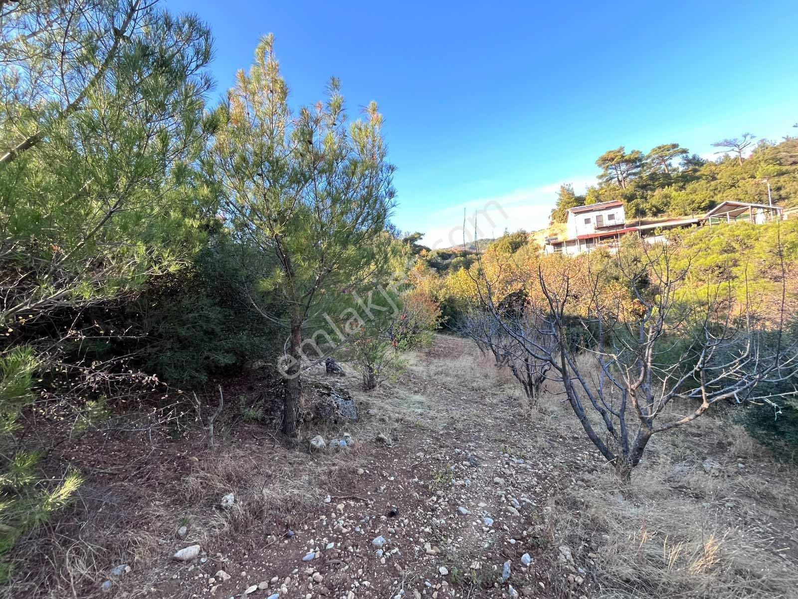 Turpa'dan Kemalpaşa'da Satılık Fırsat Kiraz Bahçesi — fotoğraf 11