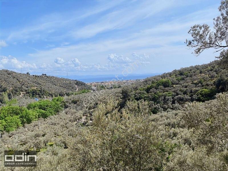 Kazdağları'Nda Deniz Manzaralı Anayola Yakın Zeytinlik 18 Dönüm