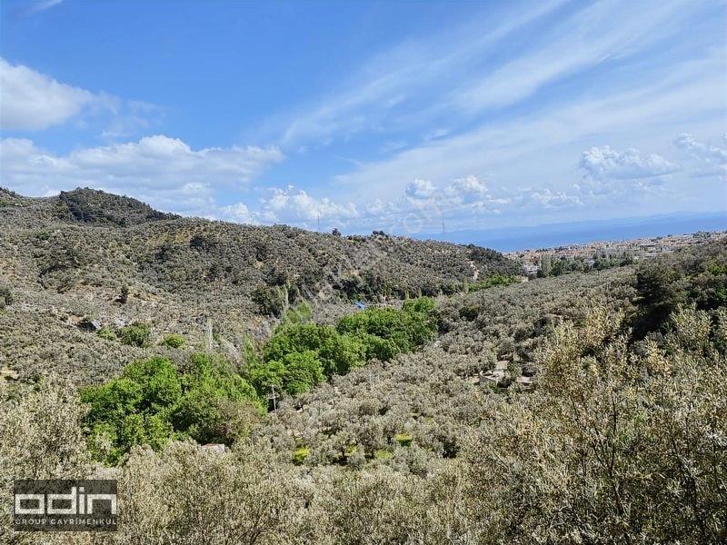 Kazdağları'nda Deniz Manzaralı Anayola Yakın Zeytinlik 18 Dönüm — fotoğraf 2