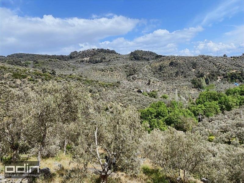 Kazdağları'nda Deniz Manzaralı Anayola Yakın Zeytinlik 18 Dönüm — fotoğraf 3