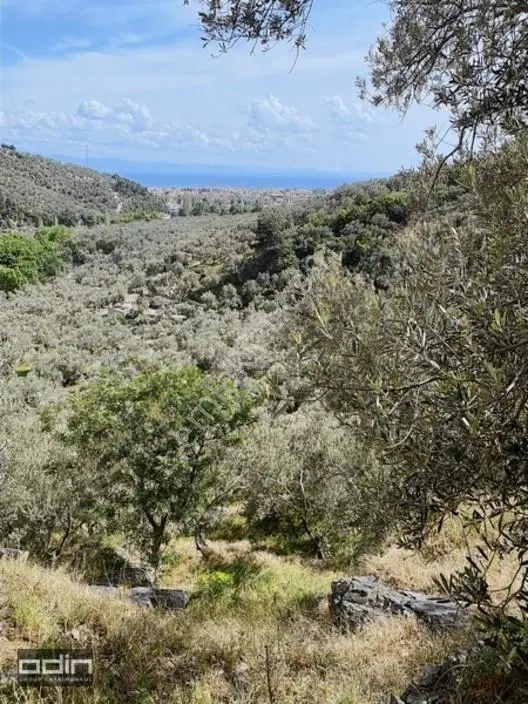 Kazdağları'nda Deniz Manzaralı Anayola Yakın Zeytinlik 18 Dönüm — fotoğraf 6