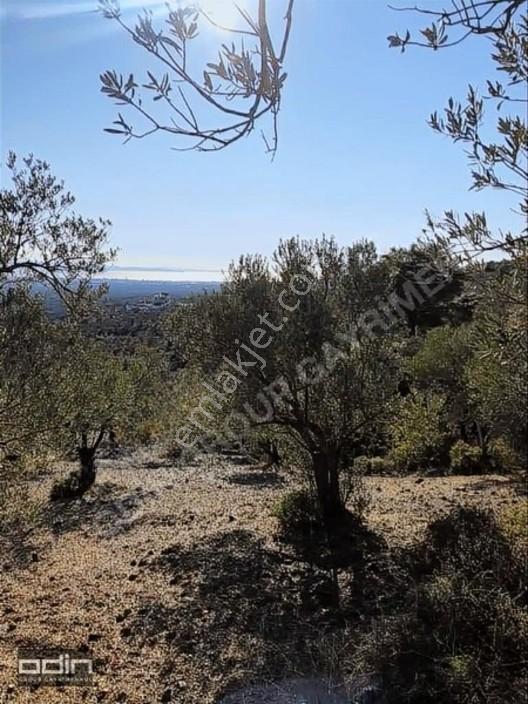 Kazdağları'nda Deniz Manzaralı Anayola Yakın Zeytinlik 15 Dönüm — fotoğraf 2