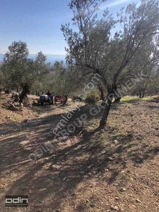 Kazdağları'nda Deniz Manzaralı Anayola Yakın Zeytinlik 15 Dönüm — fotoğraf 3