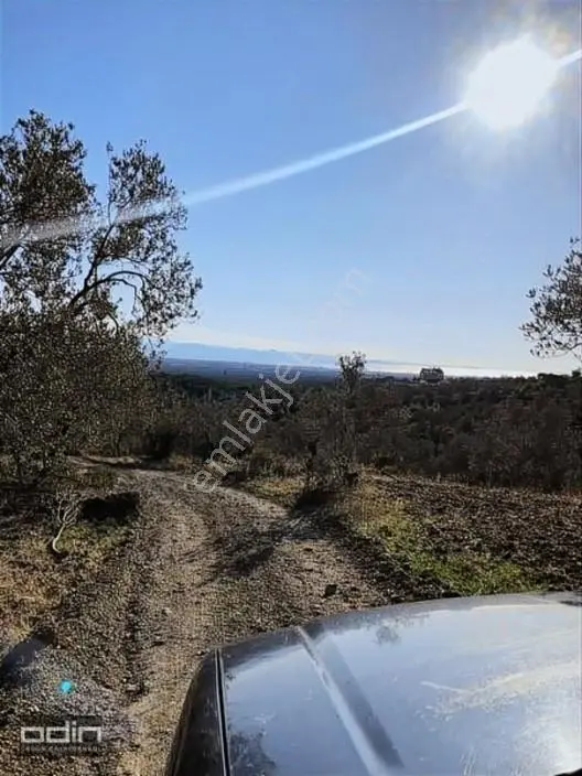 Kazdağları'nda Deniz Manzaralı Anayola Yakın Zeytinlik 15 Dönüm — fotoğraf 6