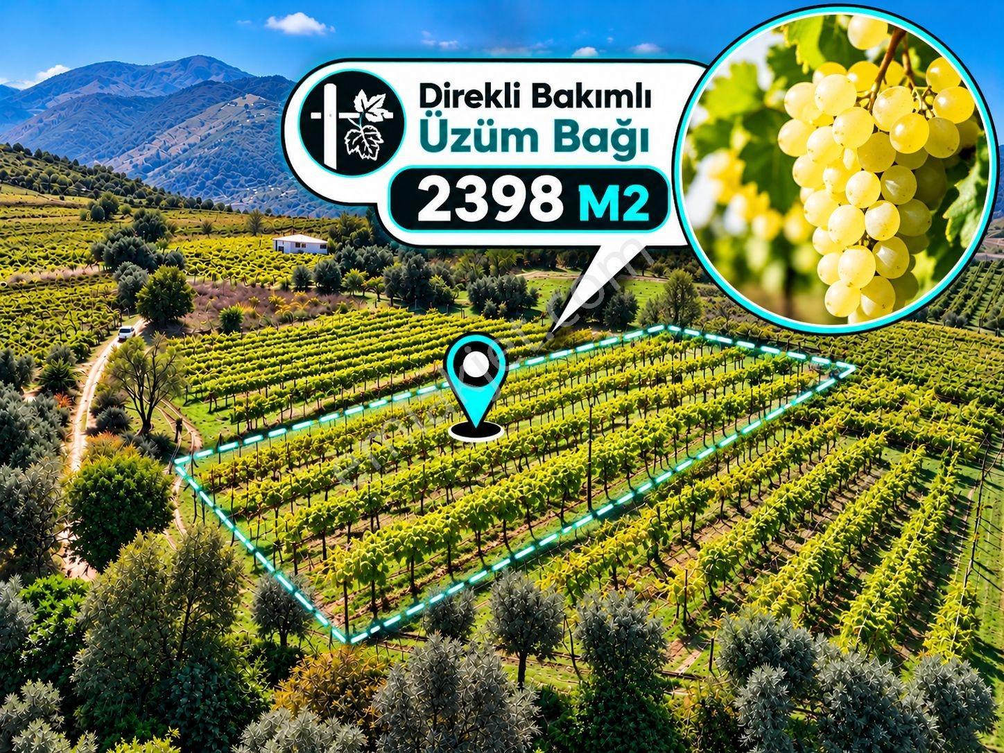 Sakarya Umurbey 2398M2 Resmi Yol Bakımlı Direkli Üzüm Bağı Uygun