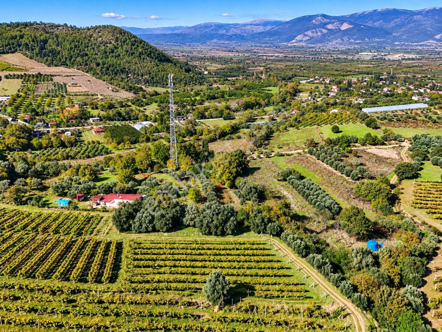 Sakarya Umurbey 2398m2 Resmi Yol Bakımlı Direkli Üzüm Bağı Uygun — fotoğraf 15