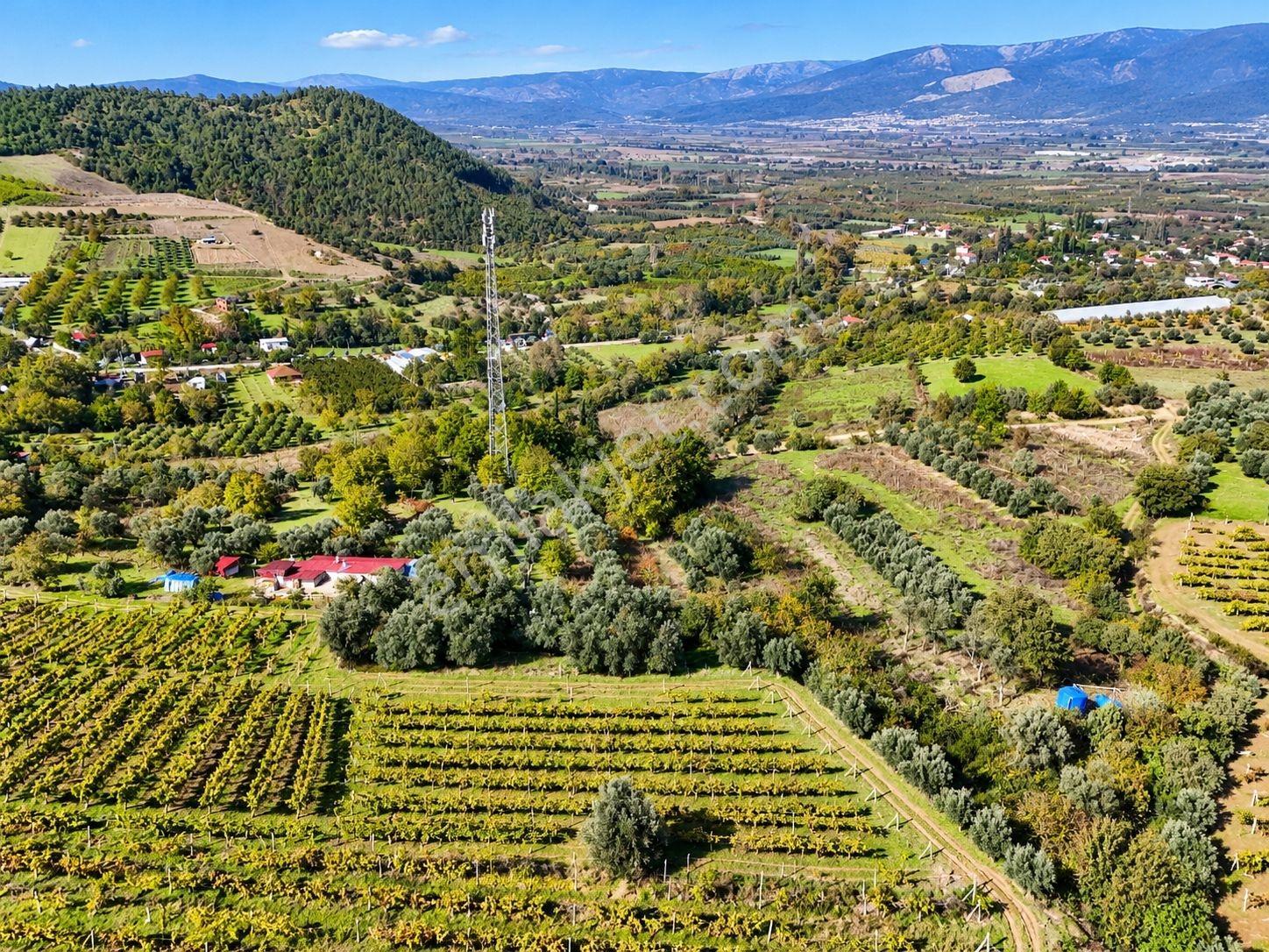 Sakarya Umurbey 2398m2 Resmi Yol Bakımlı Direkli Üzüm Bağı Uygun — fotoğraf 16