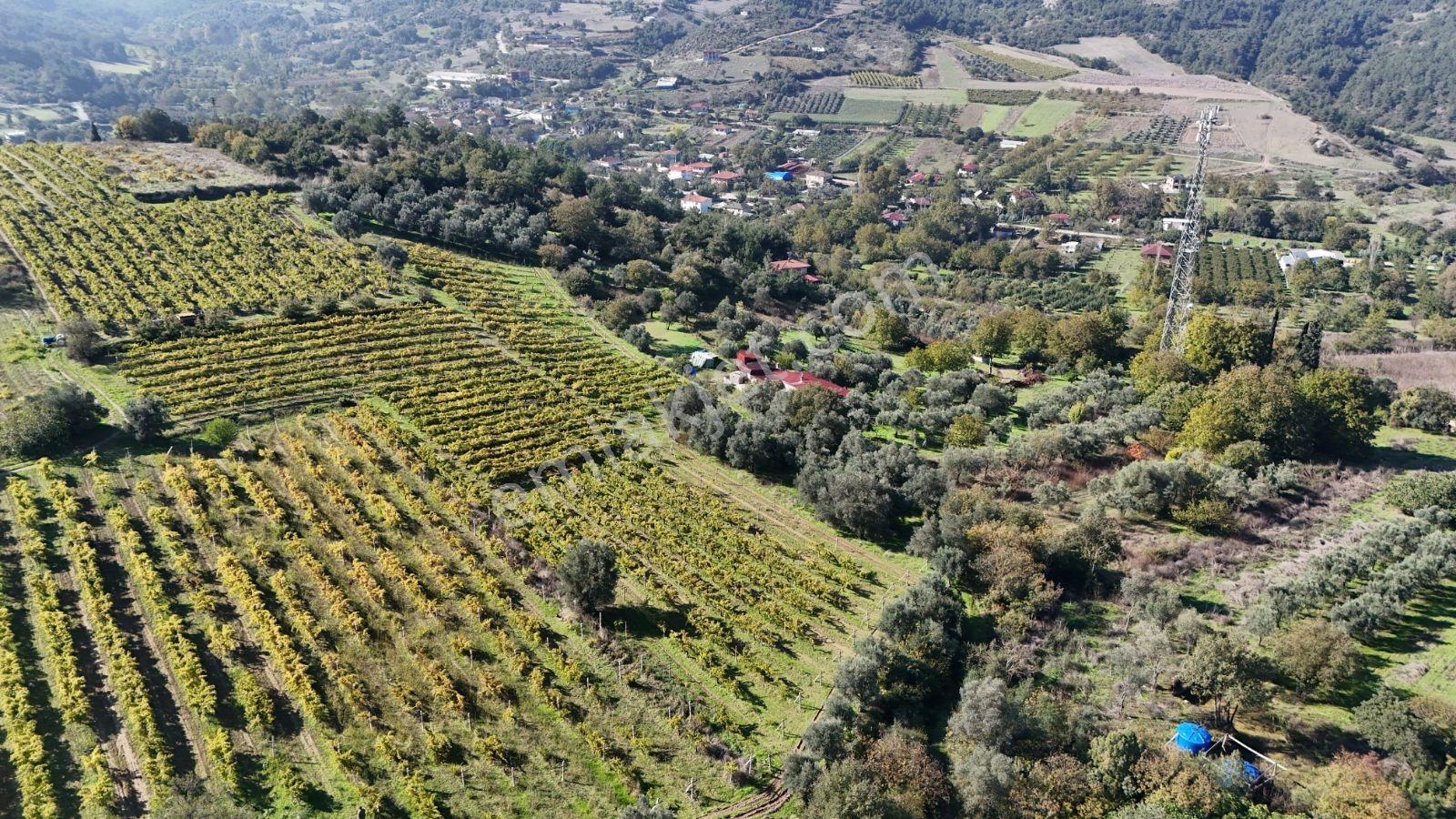 Sakarya Umurbey 2398m2 Resmi Yol Bakımlı Direkli Üzüm Bağı Uygun — fotoğraf 34