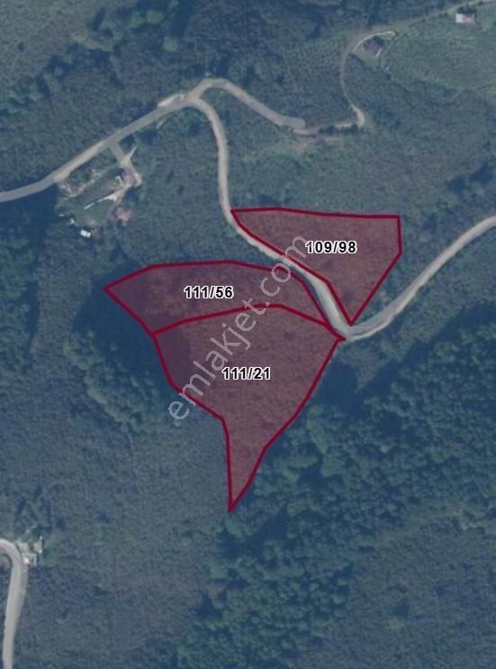 Satılık Yol Kenarı 23.821 M2 Fındık Bahçesi