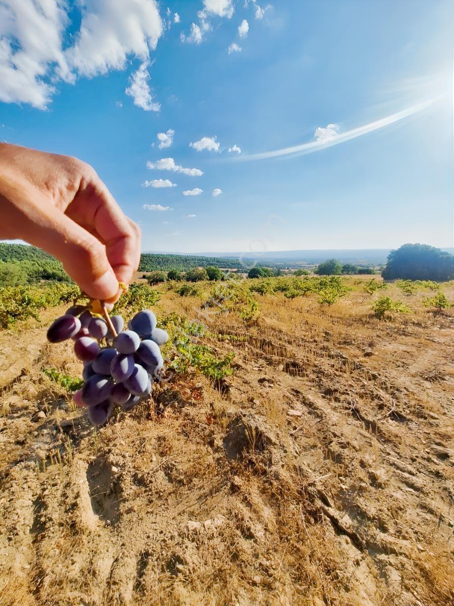 Çal Devellerde 2400M2 Öküzgözü Üzüm Bağı :)