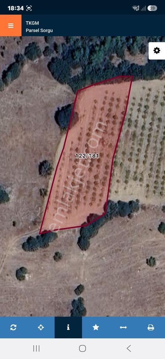 Çal Devellerde 2400m2 Öküzgözü Üzüm Bağı :) — fotoğraf 2