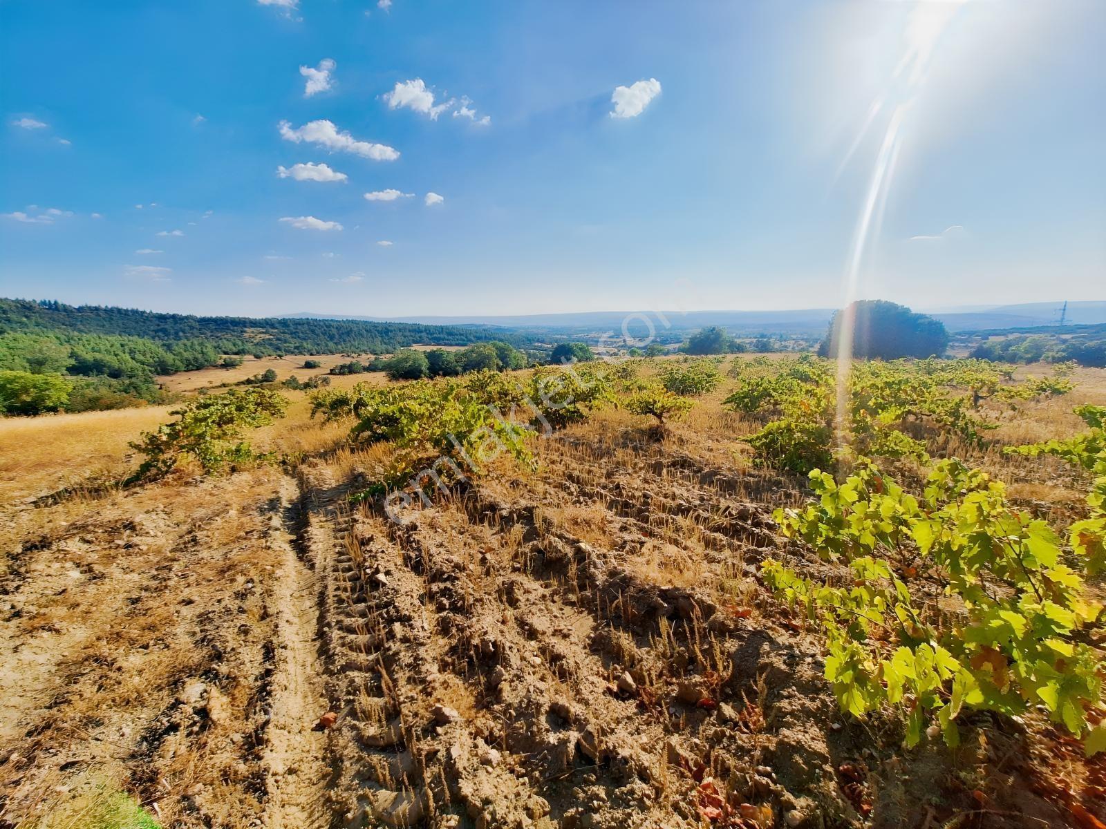 Çal Devellerde 2400m2 Öküzgözü Üzüm Bağı :) — fotoğraf 3