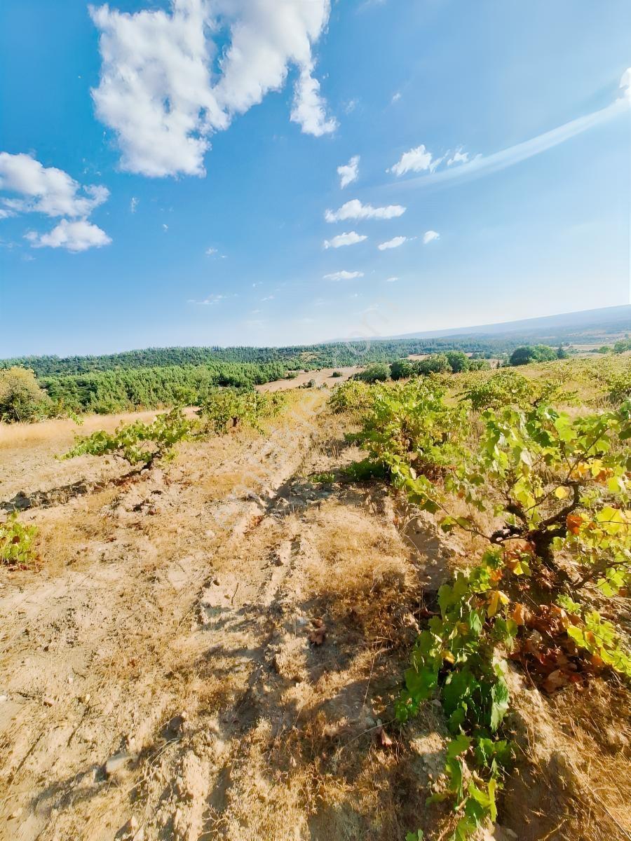 Çal Devellerde 2400m2 Öküzgözü Üzüm Bağı :) — fotoğraf 6