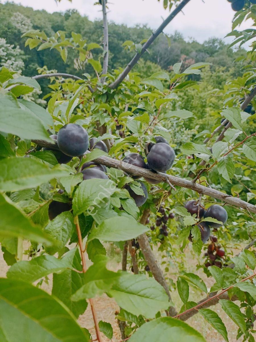 Bursa Kestel'de Toprağı Al, Hayata Başla! | İçinde Her Şey Hazır — fotoğraf 10