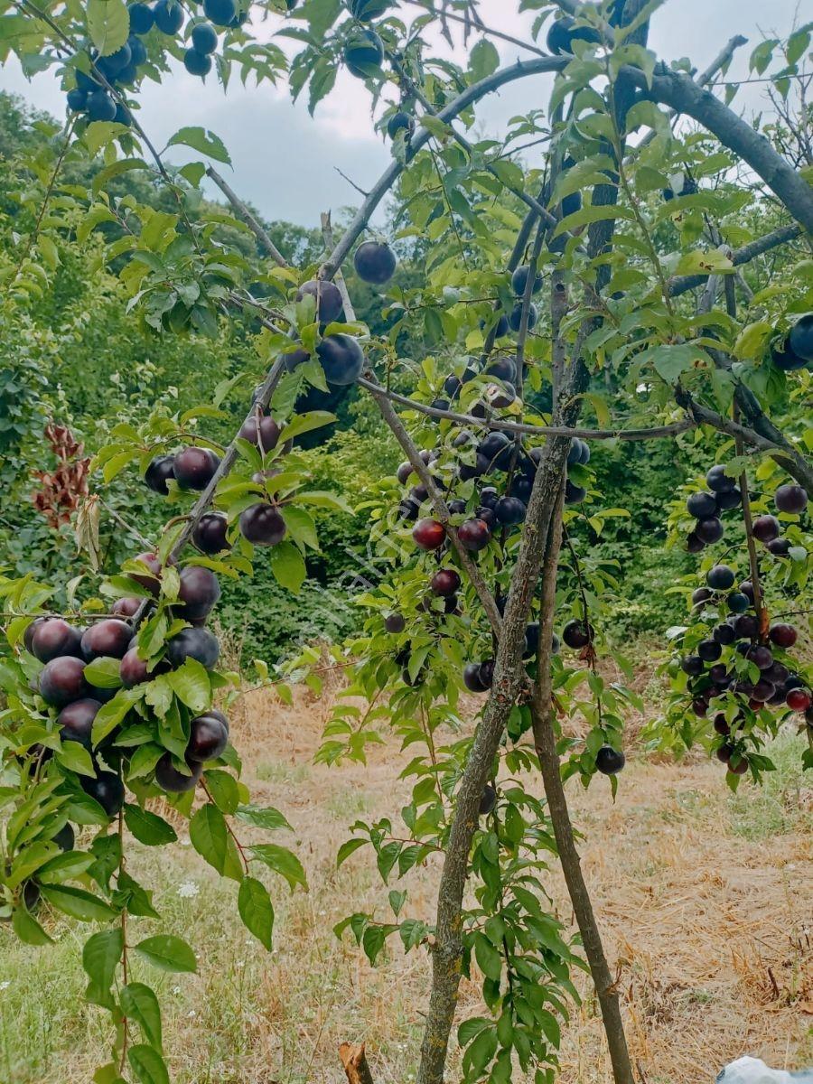 Bursa Kestel'de Toprağı Al, Hayata Başla! | İçinde Her Şey Hazır — fotoğraf 13