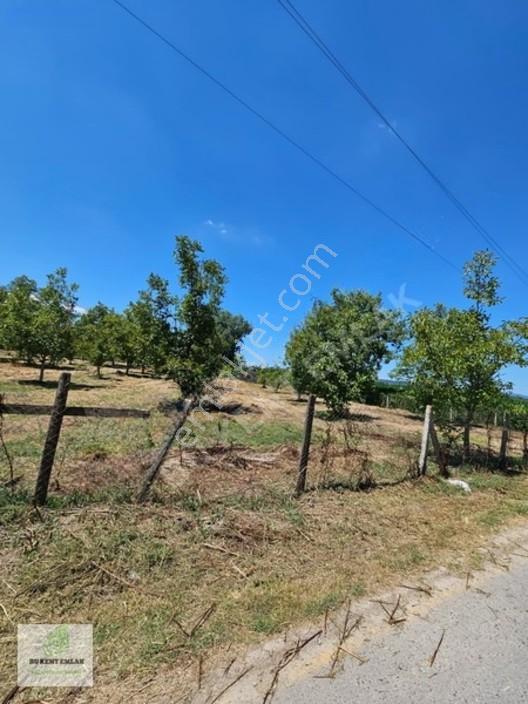 Solaklarda Satılık Asfalt Kenarı Elektrik Ve Suyu Olan Ceviz Bah — fotoğraf 22