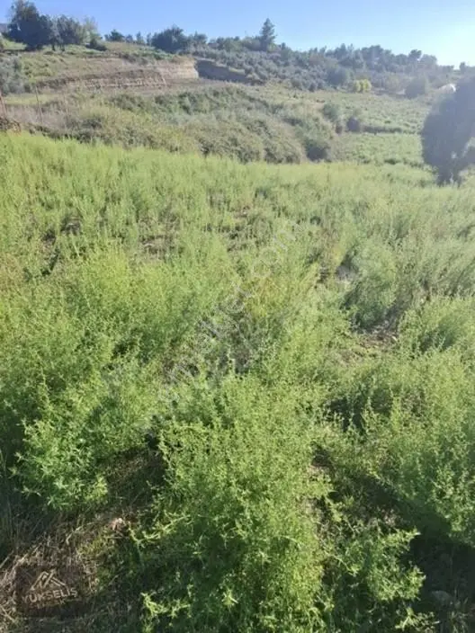 Aksaz Mahallesinde Tek Tapu Satılık Tarla — fotoğraf 12