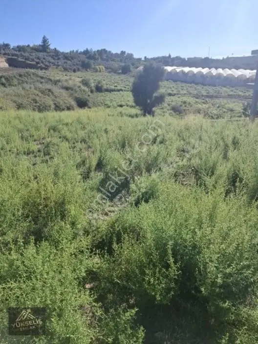 Aksaz Mahallesinde Tek Tapu Satılık Tarla — fotoğraf 15