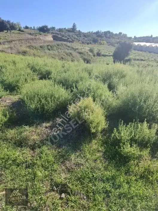 Aksaz Mahallesinde Tek Tapu Satılık Tarla — fotoğraf 17