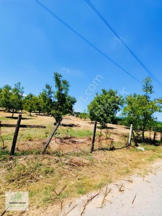 Solaklarda Satılık Asfalt Kenarı Elektrik Ve Suyu Olan Ceviz Bah — fotoğraf 22