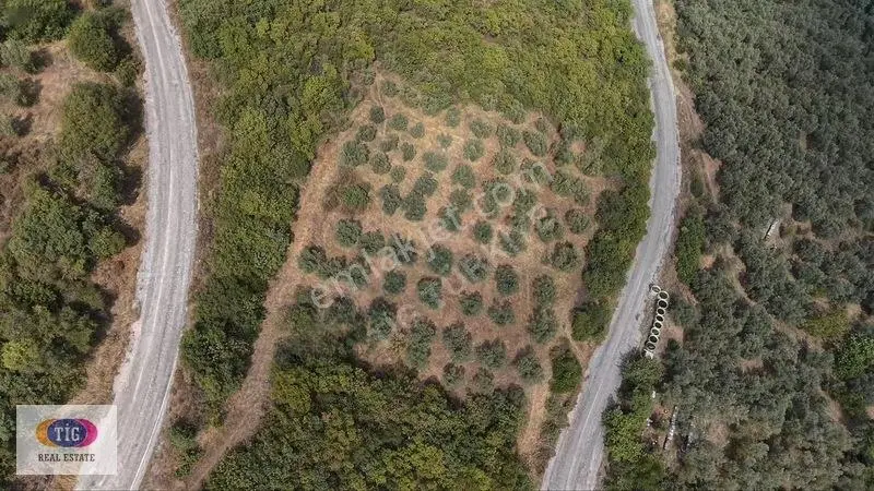 İznik Derbentte Göl Manzaralı 1.787 M² Satılık Zeytinlik