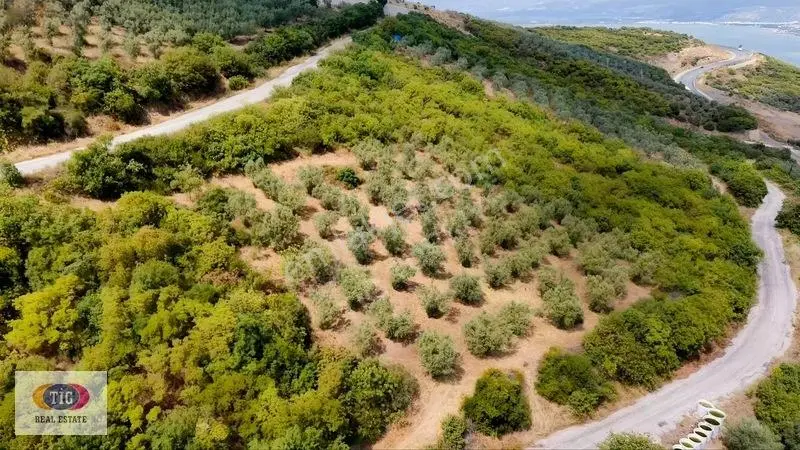 İznik Derbentte Göl Manzaralı 1.787 M² Satılık Zeytinlik — fotoğraf 3