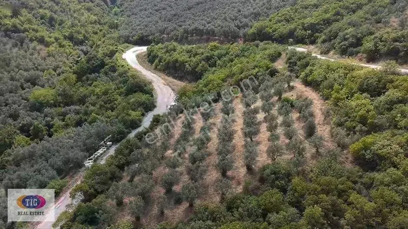 İznik Derbentte Göl Manzaralı 1.787 M² Satılık Zeytinlik — fotoğraf 4