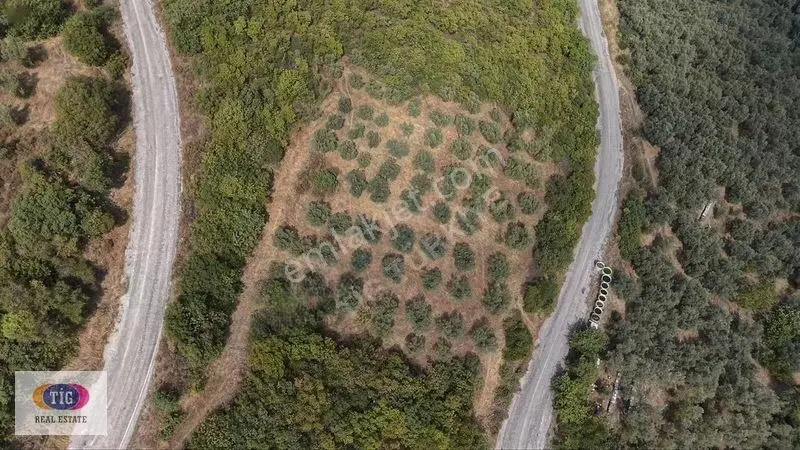 İznik Derbentte Göl Manzaralı 1.787 M² Satılık Zeytinlik — fotoğraf 5