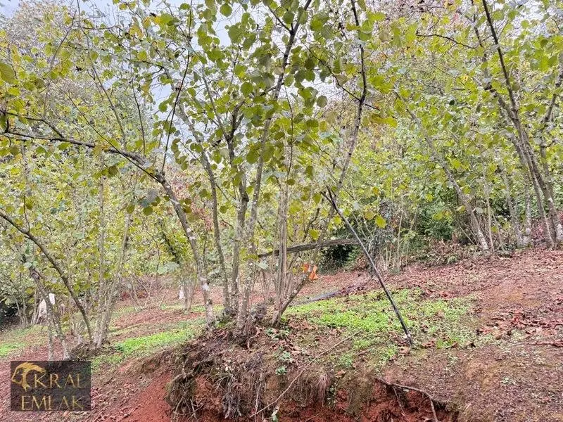 Deredibi Köyünde Satılık 9.000 M2 Bakımlı Fındık Bahçesi