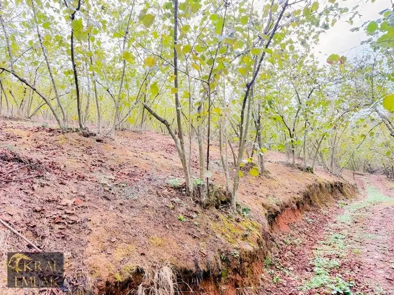 Deredibi Köyünde Satılık 9.000 M2 Bakımlı Fındık Bahçesi — fotoğraf 4