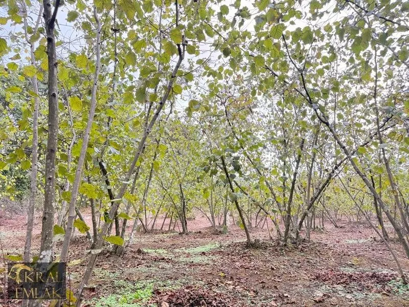Deredibi Köyünde Satılık 9.000 M2 Bakımlı Fındık Bahçesi — fotoğraf 5