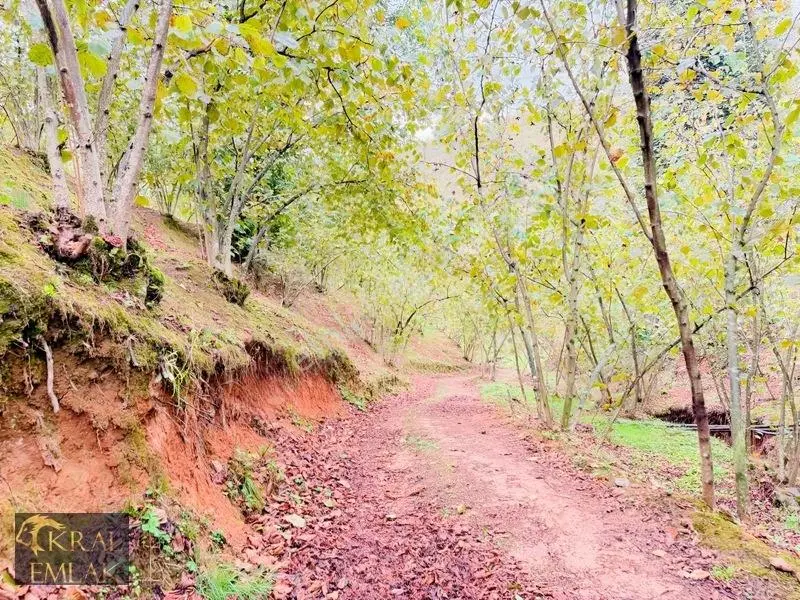 Deredibi Köyünde Satılık 9.000 M2 Bakımlı Fındık Bahçesi — fotoğraf 6