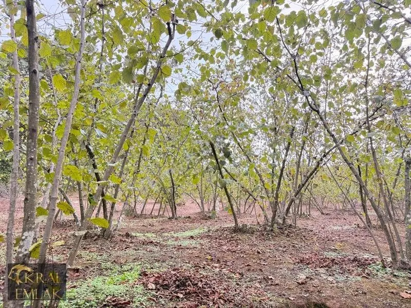 Deredibi Köyünde Satılık 9.000 M2 Bakımlı Fındık Bahçesi — fotoğraf 7