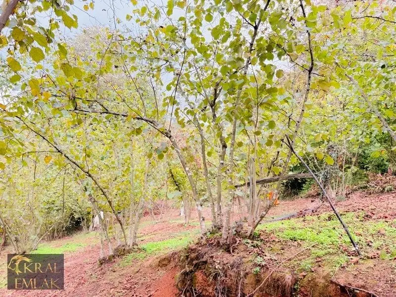 Deredibi Köyünde Satılık 9.000 M2 Bakımlı Fındık Bahçesi — fotoğraf 9