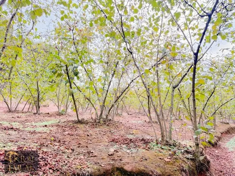 Deredibi Köyünde Satılık 9.000 M2 Bakımlı Fındık Bahçesi — fotoğraf 11
