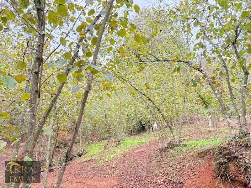 Deredibi Köyünde Satılık 9.000 M2 Bakımlı Fındık Bahçesi — fotoğraf 12