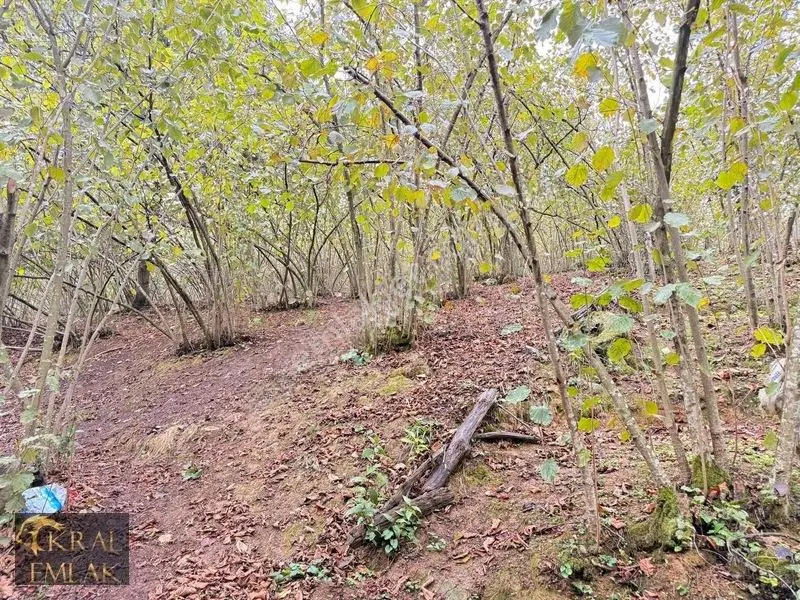 Deredibi Köyünde Satılık 9.000 M2 Bakımlı Fındık Bahçesi — fotoğraf 13