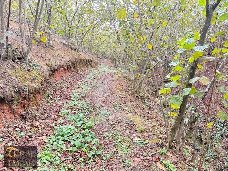 Deredibi Köyünde Satılık 9.000 M2 Bakımlı Fındık Bahçesi — fotoğraf 14